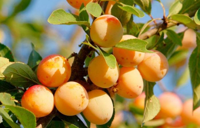 La mirabelle de Lorraine, l’or sur les marchés et en cuisine