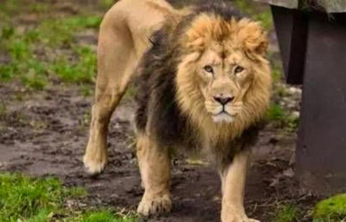 Un gardien trop confiant tué par un lion devant des visiteurs