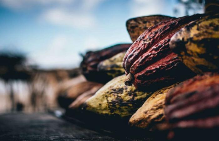 le prix du cacao atteint un nouveau record – La Nouvelle Tribune