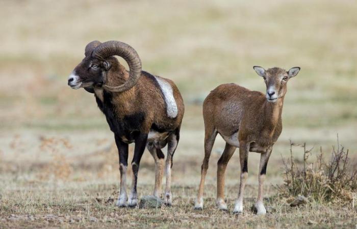 Un éleveur américain condamné pour avoir créé un mouflon géant