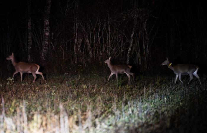 le tir au cerf devient légal