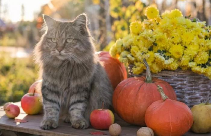 Quels sont les fruits et légumes du mois d’octobre ?