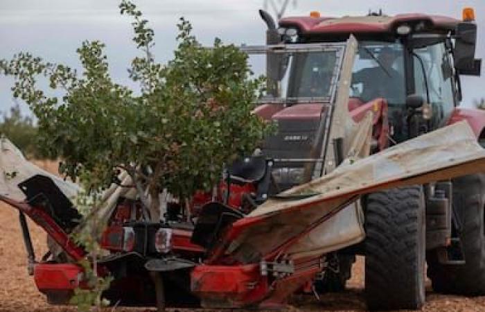 La pistache plus populaire que jamais en Espagne en raison des sécheresses répétées