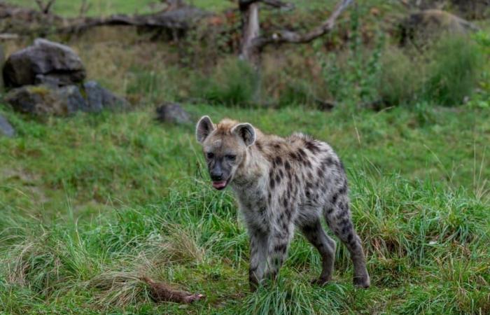 Le zoo de Zurich tue des suricates et les nourrit – Actualité