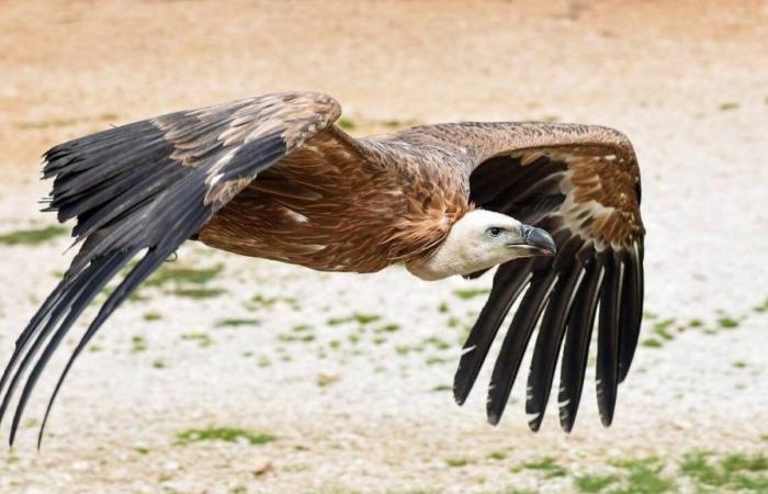 Un vautour en détresse secouru par les pompiers de l’Hérault dans un jardin privé