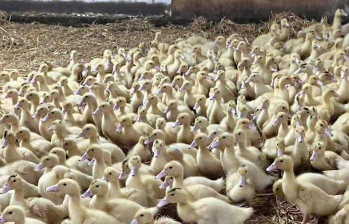 Un deuxième foyer de grippe aviaire découvert dans le Finistère