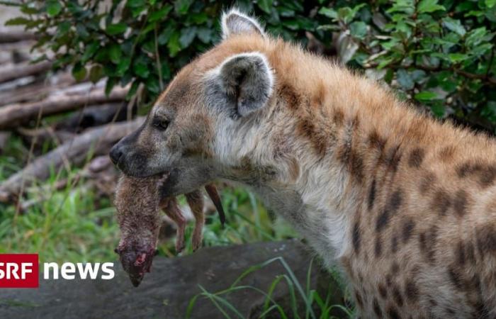 Le zoo de Zurich tue des suricates et les nourrit – Actualité