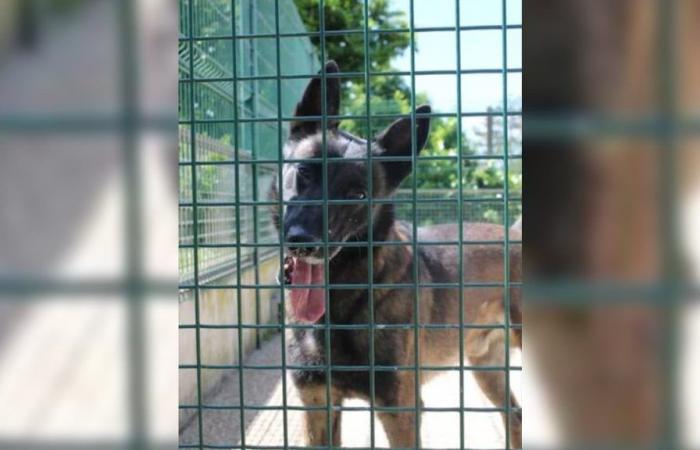 un homme condamné à deux ans de prison pour violences sur son chien en Seine-Saint-Denis