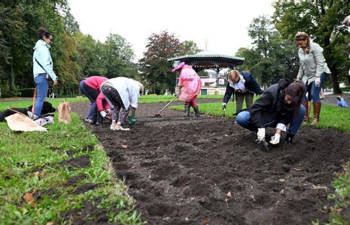 Octobre Rose est lancé à Nevers avec la plantation de bulbes de tulipes dans le parc Salengro