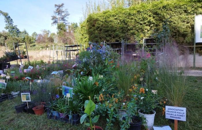 La Journée des Plantes revient le 13 octobre à La Bambouseraie dans les Cévennes