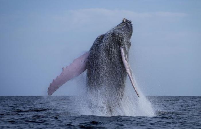 Y a-t-il encore des arguments en faveur de la chasse à la baleine aujourd’hui ?