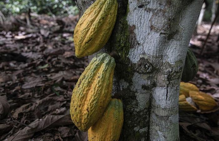 Les producteurs ivoiriens mécontents malgré la hausse des prix