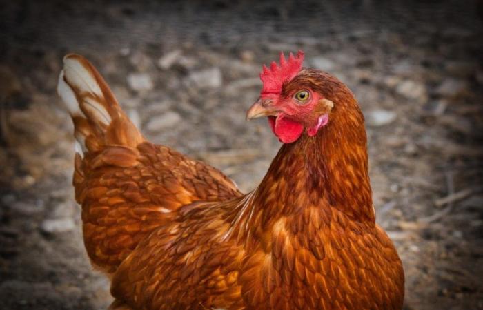 Seine-et-Marne. Adoptez une poule pondeuse pour l’aider à éviter l’abattoir