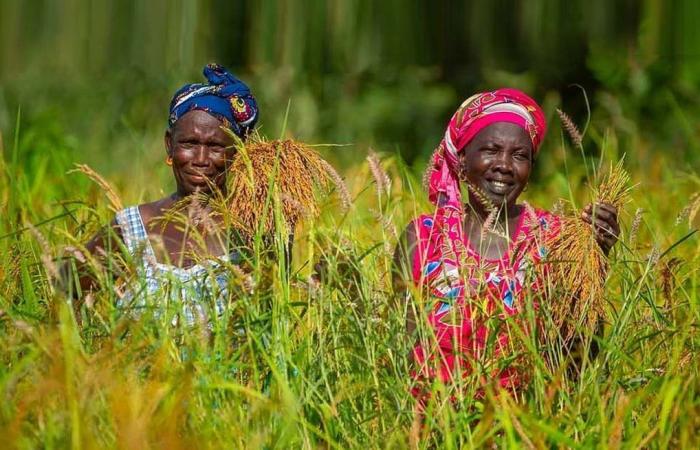 Guinée, Sénégal, Togo… des fonds pour des filières agricoles plus résilientes