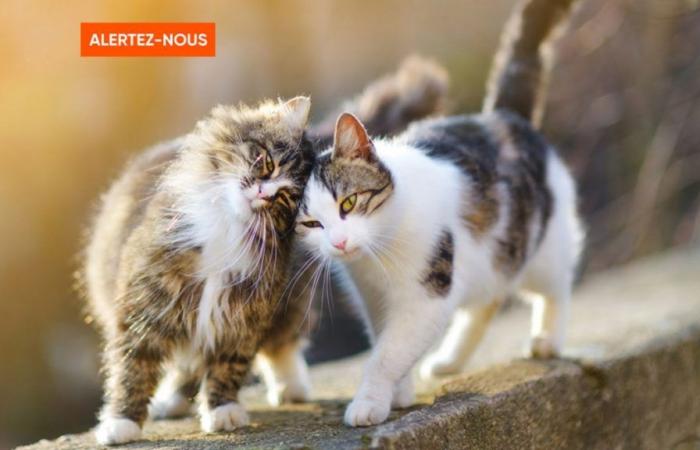 Philippe s’est fait saisir ses chats alors qu’il était en déplacement professionnel