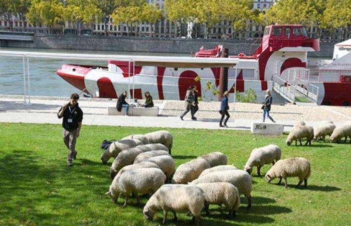 la transhumance urbaine revient à Lyon