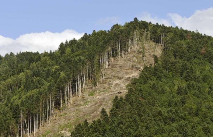 Sous pression, Bruxelles propose de retarder l’entrée en vigueur du texte contre la déforestation importée