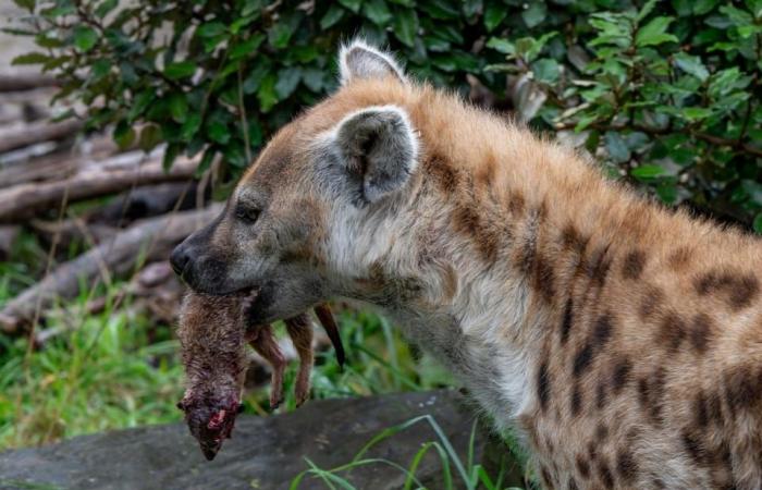 Le zoo de Zurich tue des suricates et les nourrit – Actualité