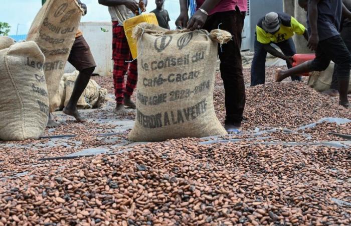 le prix moyen du kilo de haricots tombe à 4 000 FCFA/kg dans les zones de production