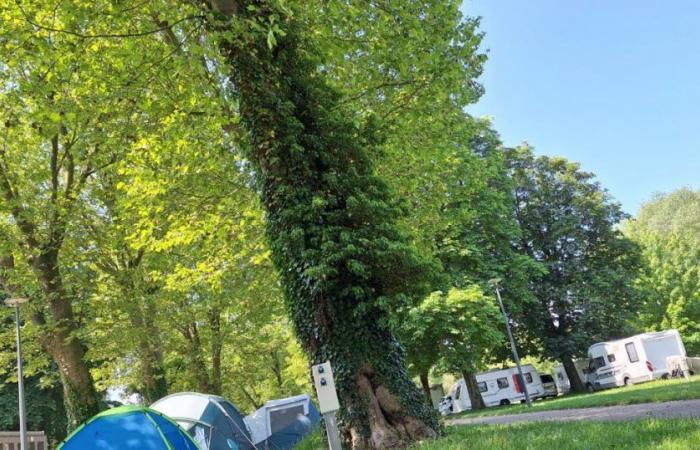 Moselle. Savez-vous combien de touristes ont visité le camping de Metz cet été ?