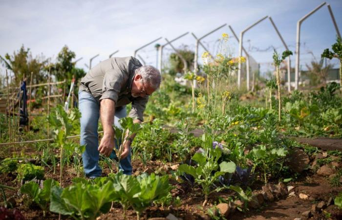 Que faire au jardin en octobre ? – Masculin.com