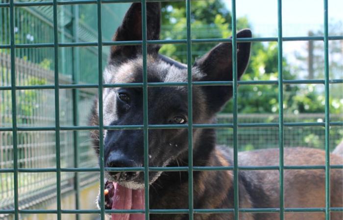 En Seine-Saint-Denis, un homme condamné à deux ans de prison ferme après avoir laissé son chien pour mort