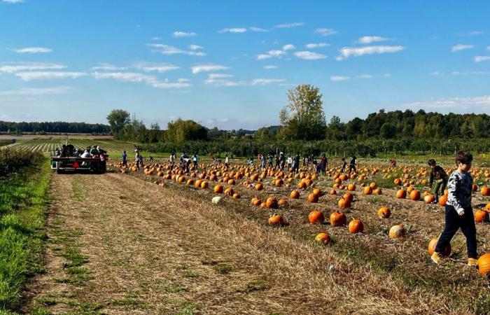 Cueillette de citrouilles à moins d’une heure de Montréal : guide 2024