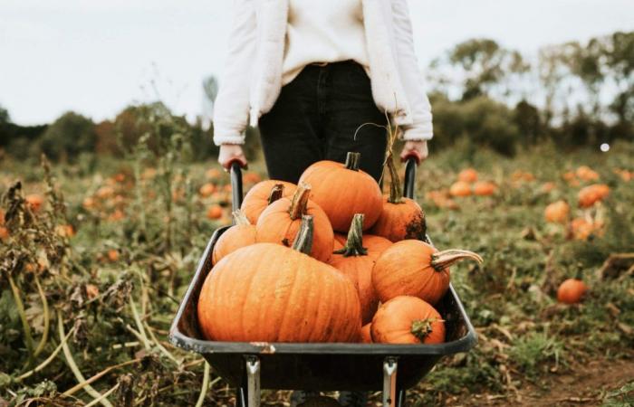 Cueillette de citrouilles à moins d’une heure de Montréal : guide 2024