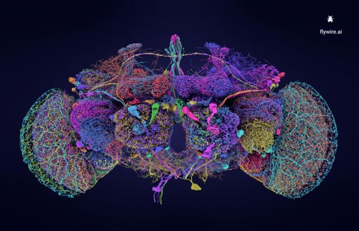 Le réseau neuronal du cerveau d’une mouche entièrement cartographié