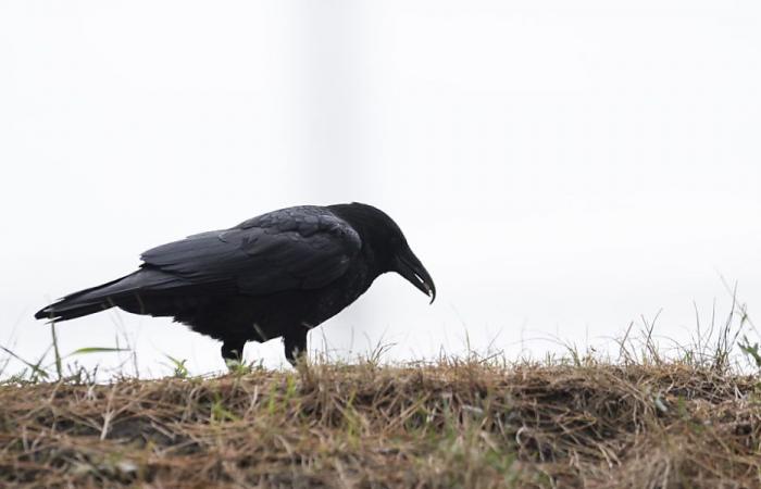 Champs ravagés par les corvidés : plan d’action pour 2025