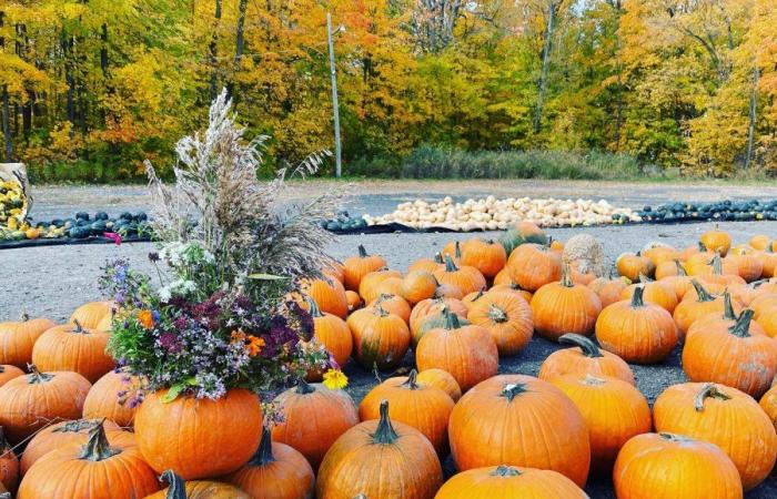 Cueillette de citrouilles à moins d’une heure de Montréal : guide 2024