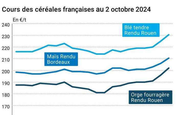 Céréales – Les prix des céréales poursuivent leur hausse, soutenus par les craintes climatiques et géopolitiques