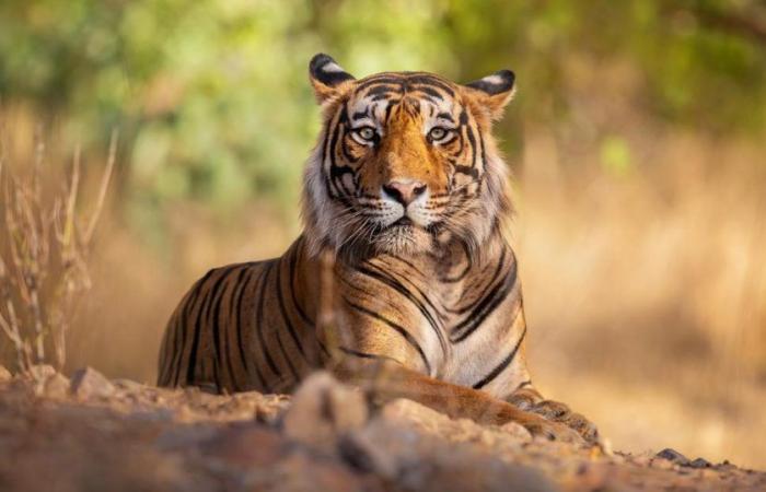 L’épidémie de grippe aviaire tue une cinquantaine de tigres dans les zoos