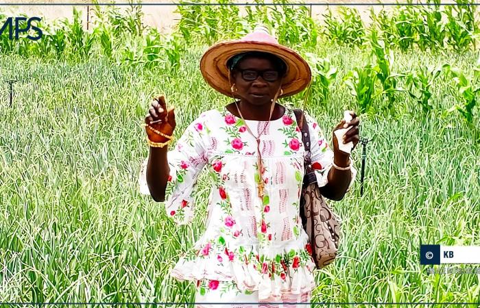 SÉNÉGAL-AGRICULTURE-PROFIL / Maguette Ndiaye, passionnée d’agriculture et militante de la cause paysanne – Agence de presse sénégalaise