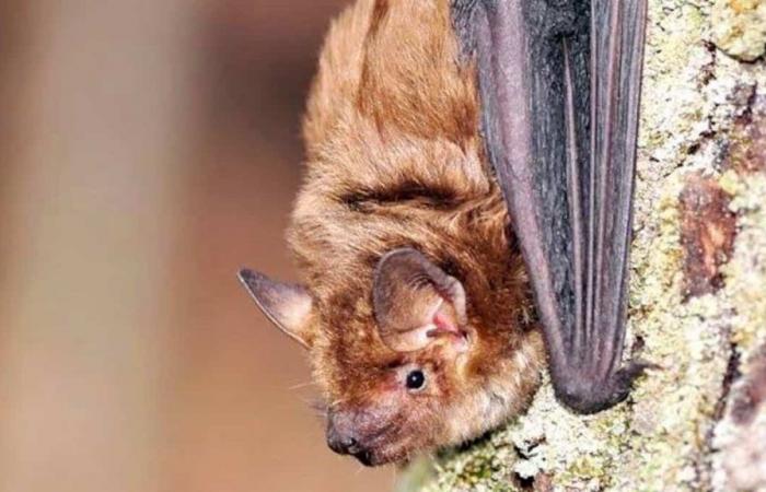 Un enfant meurt de la rage après s’être réveillé avec une chauve-souris dans sa chambre en Ontario