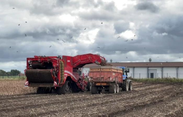 fin de la récolte des pommes de terre perturbée dans le Nord