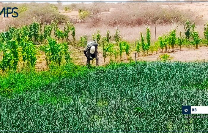 SÉNÉGAL-AGRICULTURE-PROFIL / Maguette Ndiaye, passionnée d’agriculture et militante de la cause paysanne – Agence de presse sénégalaise