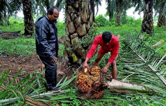 L’Inde veut doubler sa production d’huile alimentaire pour réduire sa dépendance aux importations