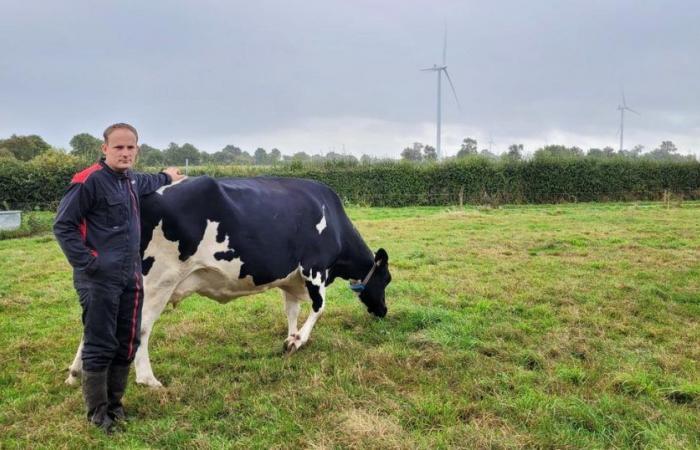 En Loire-Atlantique, un éleveur accuse les éoliennes après la mort de six de ses vaches