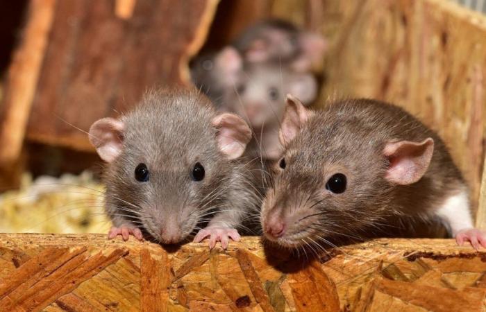 plus de 100 rats découverts dans un appartement, un appel à l’aide lancé