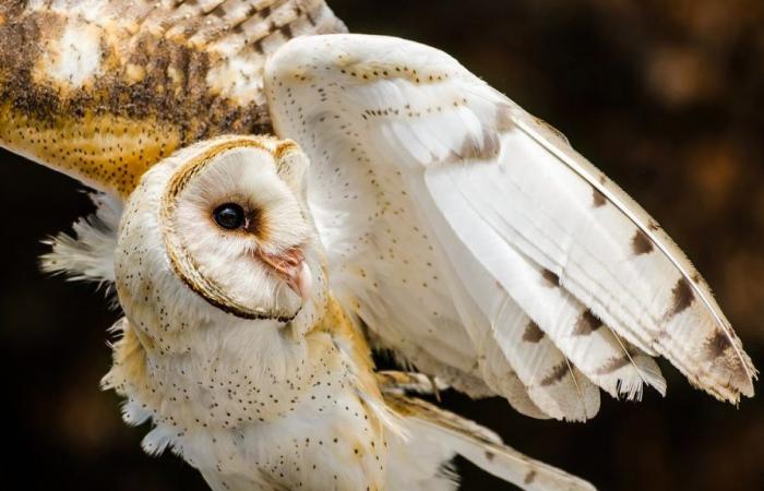 Le trésor de la Chouette dorée, enfin retrouvé après 31 ans de recherches