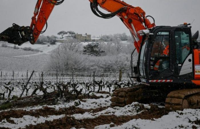 Bruxelles autorise un projet d’arrachage de vignes d’une valeur de 120 millions d’euros en France