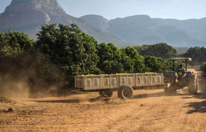 En Afrique du Sud, un double meurtre témoigne des violences raciales dans les campagnes