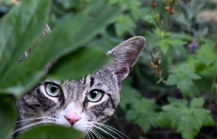 viande de culture pour chats, régime végétarien pour chiens et crémation durable