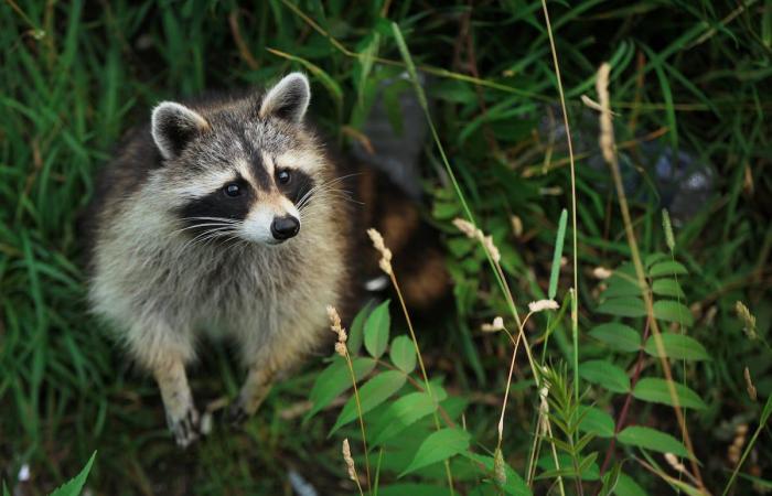 attention aux chauves-souris, prévient la santé publique