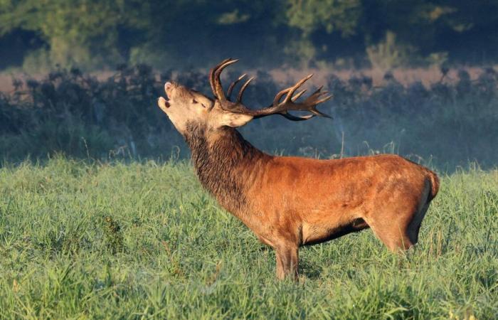 Dans les cantons de Vaud et du Valais, les chasseurs s’inquiètent de la discrétion du gibier