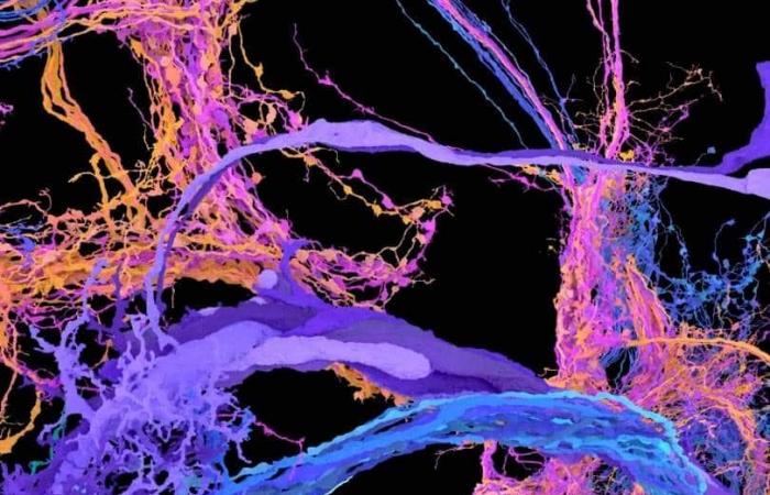 Première cartographie complète du cerveau de la drosophile