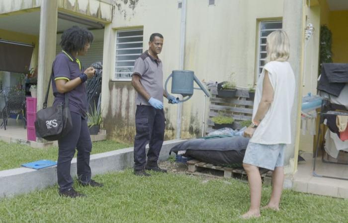 La Guadeloupe connaît une recrudescence des cas de dengue