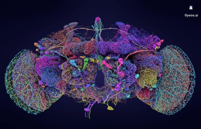 Première cartographie complète du cerveau de la drosophile