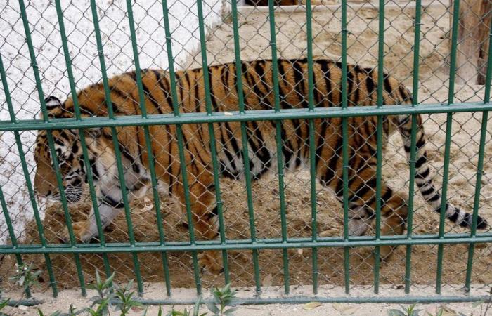 Des dizaines de tigres sont morts dans des zoos après avoir contracté la grippe aviaire